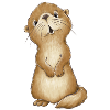 Cute Otter