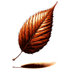 Romance feuille d’automne
