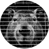 Capybara Portrait Capybara