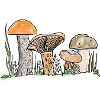 Mushrooms
