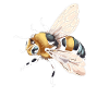 Bee Child