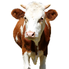 Cow Cow Head