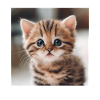 Kitten in Winter Wonderland