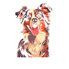 Australian Shepherd