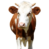 Cow Poster