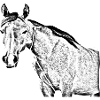 Pferd