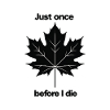 Nocturnal Maple Whisper