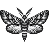 Moth