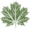 Maple Leaf / Leaf - BOTANICAL Maple