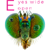 EYES WIDE OPEN
