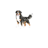 bouvier bernois chien mignon