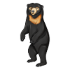 Dessin d’un ours malais