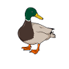 Drawing of a mallard duck