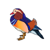 Drawing of a mandarin duck