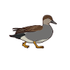 Drawing of a gadwall