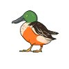 Drawing of a Shoveler