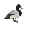 Drawing of a mountain duck