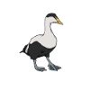 Dessin d’un eider