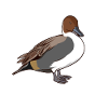 Drawing of a Pintail