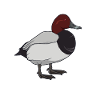 Drawing of a pochard,