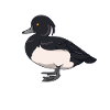 Drawing of a tufted duck
