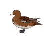 Drawing of a Whistling Duck