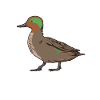 Drawing of a teal