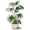 Variegated Monstera