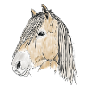 haflinger