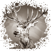 Cerf