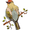 Bunter Vogel