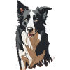 Border collie silhouette