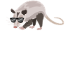 Cool Opossum Sunglasses Attitude