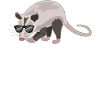 Cool Opossum Sunglasses Attitude