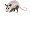 Charming Opossum Nature Friend Style