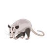 Naturally Elegant Opossum Highlight