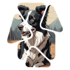 Border Collie Dog