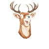 Deer Smiling