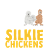Seidenhuhn Silkie Chicken