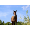 Pferd