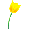 Yellow Tulip
