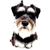 Cute Miniature Schnauzer