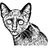 black cat