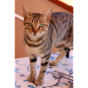 chat, chaton