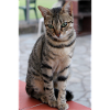 chat, chaton