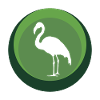 Flamants roses exotiques