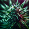 Cannabis Flower - Cannabis Plant Blooming