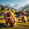 Fluffy Highland cattle grazing