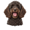 Maman Labradoddle