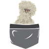 Seidenhuhn Silkie Chicken